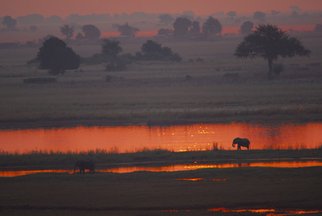 Elephants at sunset on the Okavango Delta
