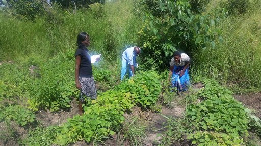 Two of my counterparts, Annie and Masofa, checking the sweet potato leaves for damage.