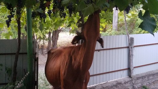 Moldovan cow eats "candies"