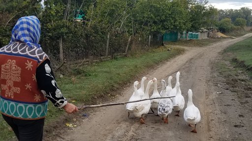 Animals in Moldova