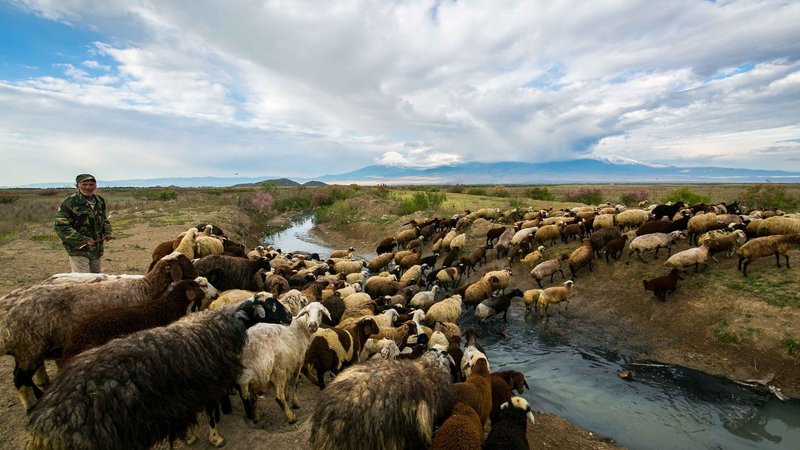 The flock