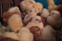 The official sign of spring: newborn baby hatchlings