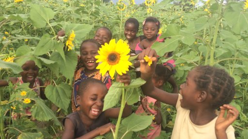 A normal daily stroll through the sunflower field