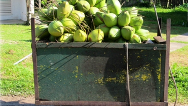 Coconuts