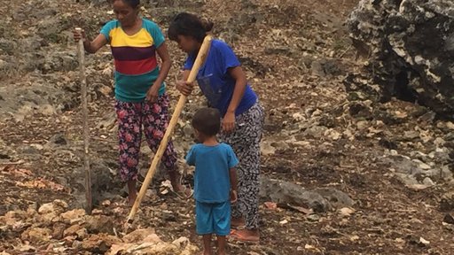 Two women use aisuaks (spears) to dig shallow holes anywhere there isn't a rock into which other women and girls will drop th