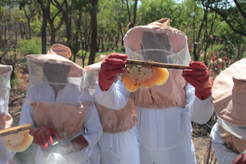 Feed the Future beekeeping project
