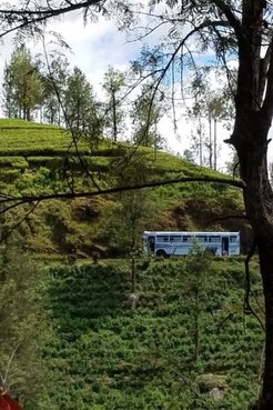 Bus on Tea Plantation