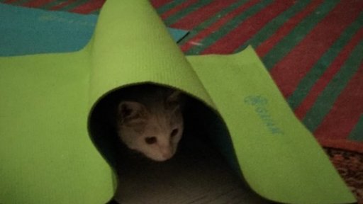 Sierra and her cat