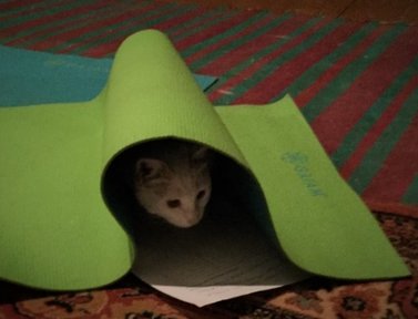 Sierra and her cat