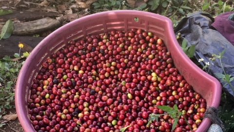 Coffee Article 4.jpg