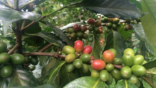 Ripening coffee cherries
