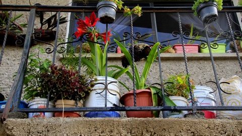 Corinne Brue Bloom where you're planted