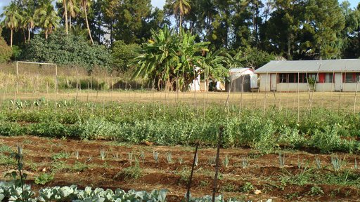 Award-winning school garden at a Volunteer's school