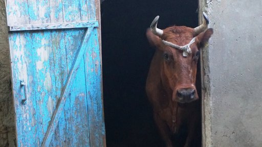 Animals of Moldova