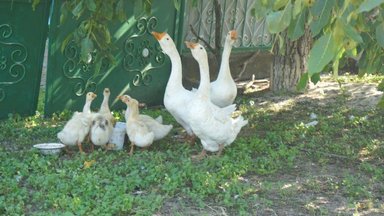 Animals of Moldova