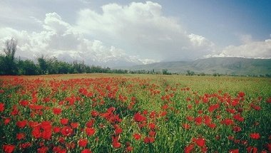 Dostuk_villate_poppies_2_reduced.jpg