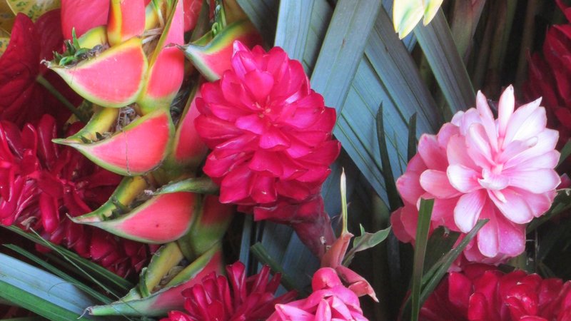 A close-up shot of tropical flowers