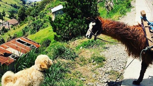 Henry llama