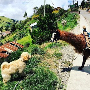 Henry llama