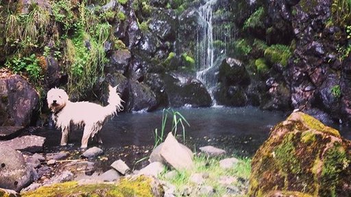 Henry waterfall