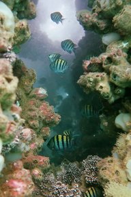 This project is part of an ongoing effort to research and quantify the ecological value and biodiversity of Mar Tropical Peru.