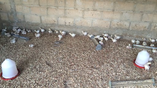 Chicken Coop Project