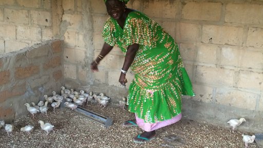 Chicken Coop Project