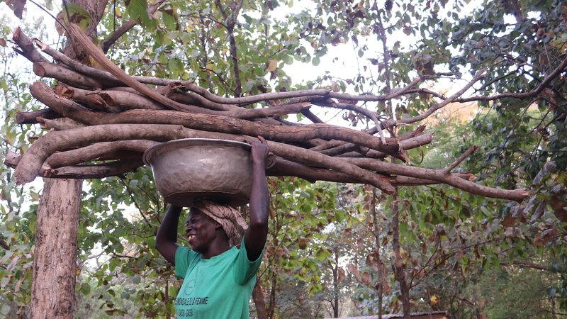 Lady carrying firewood
