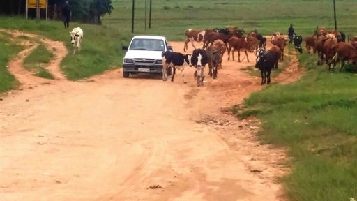 Morning traffic in the rural communities of Swaziland is a regular occurrence. Herd boys take the cattle to dip tanks and wat