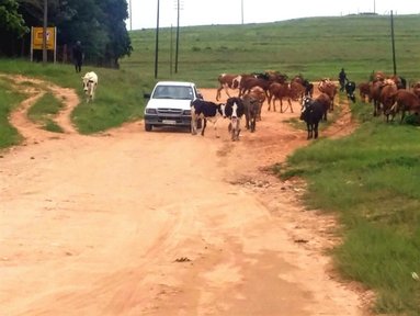 Morning traffic in the rural communities of Swaziland is a regular occurrence. Herd boys take the cattle to dip tanks and water every morning and evening.