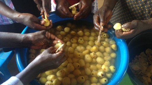 Marula Fruit
