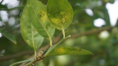 Tangerine Leaf