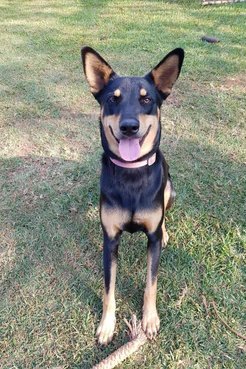 Lira the pup