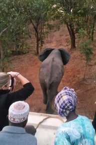 Recording the release of an elephant bull into the wildlife reserve during the first phase of the wildlife translocation.