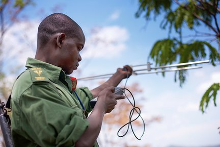Reserve Ranger Bernard Moses radio-tracking collared elephants.