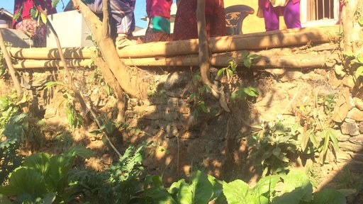 Results of the biodiverse gardens: an abundance of vegetables, including monstrous red Russian kale.