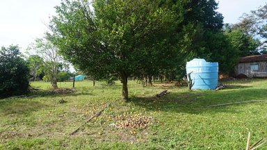 Tangerine Trees
