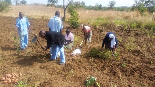Teamwork makes the dream work. Some of my counterparts harvest an OFSP garden.