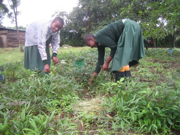 Caring for vegetables