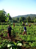 Form One students helped to plant banana seedlings