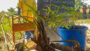 bamboo