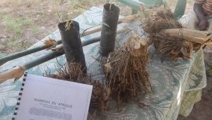 bamboo3