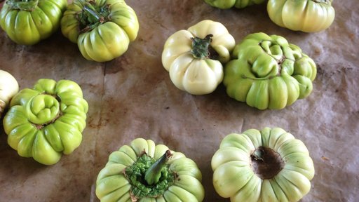 Bitter tomatoes
