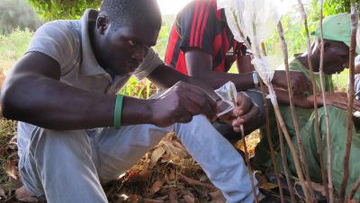 cashew production