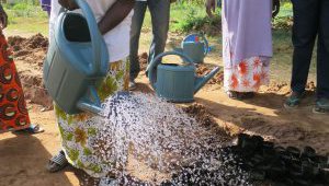 cashew production