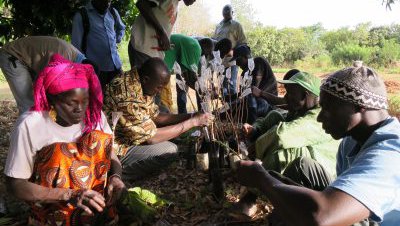 cashew production