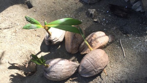 How to make coconut oil