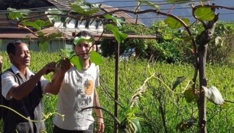 PCV Elie working on Kiwi trellises