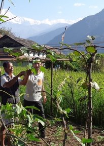 PCV Elie working on Kiwi trellises