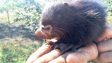 muskrats